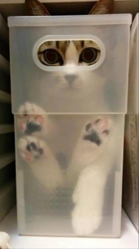 Forbidden cat